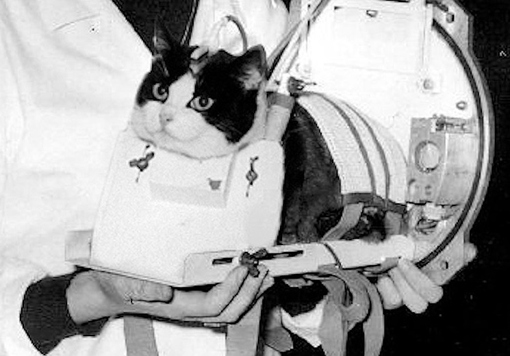 گربه فضانورد