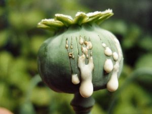 Carcinogenicity of Opium Consumption was confirmed by the International Agency for Research on Cancer