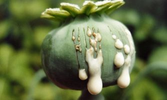 Carcinogenicity of Opium Consumption was confirmed by the International Agency for Research on Cancer