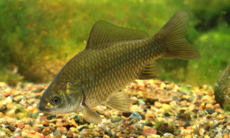 ماهی غیر بومی و مهاجم کاراس، عامل بحران زیست محیطی دریاچه نئور اردبیل