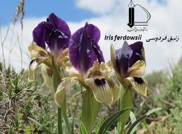 کشف گونه جدید زنبق برای نخستین بار در دنیا/ نامگذاری گونه جدید به نام «فردوسی»