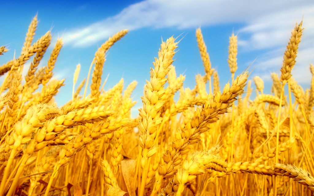 تولید گندم تراریخته با عملکردی ۱۱ درصد بیش از ارقام معمولی