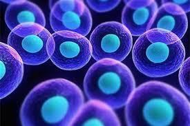 مهمترین عوارض پیوند سلول های بنیادی