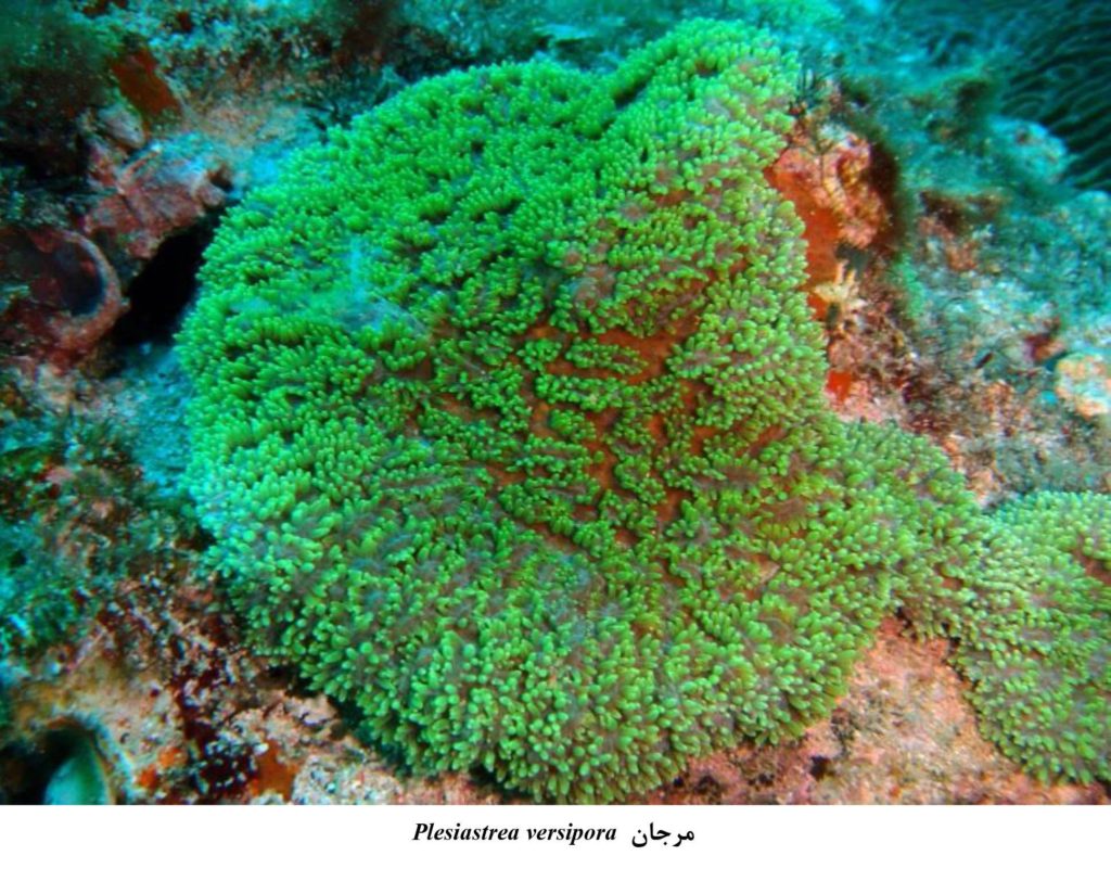 مشاهده دو گونه نادر از مرجان‌های سخت در خلیج فارس