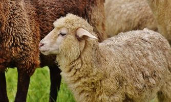 بررسی تغییرات ژنومیکی و ساختار جمعیتی گوسفندان ایران