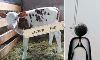دوشیدن شیر بدون لاکتوز به دست مهندسی ژنتیک