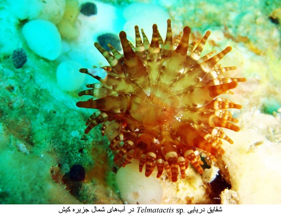 مشاهده گونه جدید شقایق دریایی در خلیج فارس