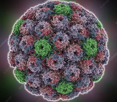 انتشار مقاله محققان ایرانی در برترین مجله ویروس‌شناسی جهان/جداسازی ویروس میمونی سرطانزا از کودکان بیمار