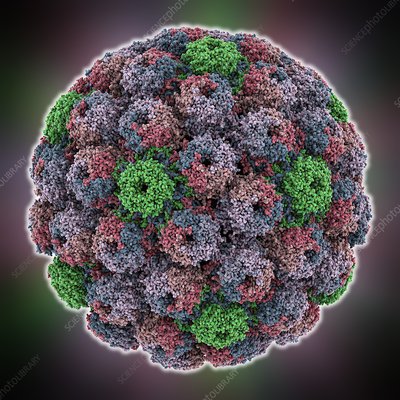 انتشار مقاله محققان ایرانی در برترین مجله ویروس‌شناسی جهان/جداسازی ویروس میمونی سرطانزا از کودکان بیمار