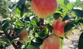 معرفی و ثبت رقم جدید سیب میان‌رس «مرداد»
