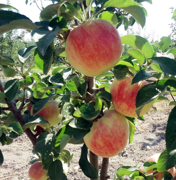 معرفی و ثبت رقم جدید سیب میان‌رس «مرداد»